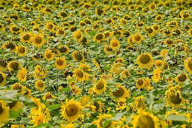 《星刃》《原子之心》等国外开发商发文祝贺《黑神话：悟空》发售